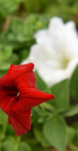 Accueil Jardin Service Fourny Paysagiste & Espaces Verts