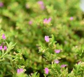 Plantes massifs balcons Jardin Service Fourny Paysagiste & Espaces Verts