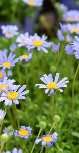 Plantes massifs balcons Jardin Service Fourny Paysagiste & Espaces Verts