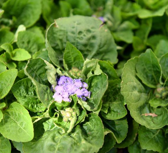 Plantes massifs balcons Jardin Service Fourny Paysagiste & Espaces Verts