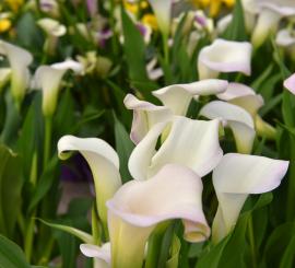 Plantes massifs balcons Jardin Service Fourny Paysagiste & Espaces Verts