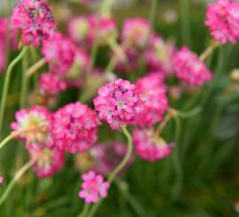 Plantes massifs balcons Jardin Service Fourny Paysagiste & Espaces Verts