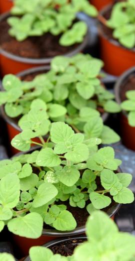 Potager Jardin Service Fourny Paysagiste & Espaces Verts