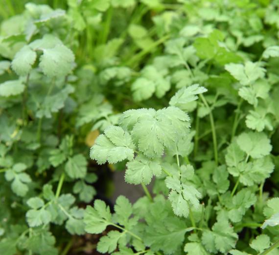 Potager Jardin Service Fourny Paysagiste & Espaces Verts