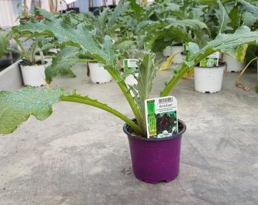 Drive potager Artichaut violet Jardin Service Fourny Paysagiste & Espaces Verts