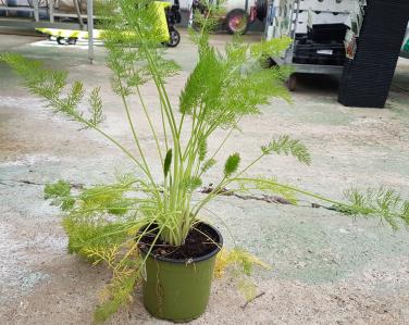 Drive potager Fenouil Jardin Service Fourny Paysagiste & Espaces Verts