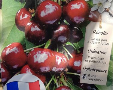 Fruitiers Cerisier bigarreau van 39.90€ Jardin Service Fourny Paysagiste & Espaces Verts