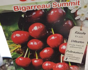 Fruitiers Cerisier bigarreau summit 39.90€ Jardin Service Fourny Paysagiste & Espaces Verts