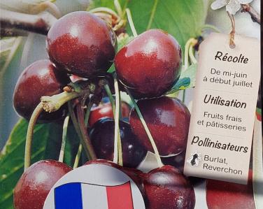 Fruitiers Cerisier bigarreau marmotte 39.90€ Jardin Service Fourny Paysagiste & Espaces Verts