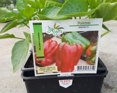 Drive potager Poivron jericho 0.80€ le godet Jardin Service Fourny Paysagiste & Espaces Verts