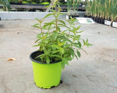 Drive potager Verveine 2.50€ Jardin Service Fourny Paysagiste & Espaces Verts