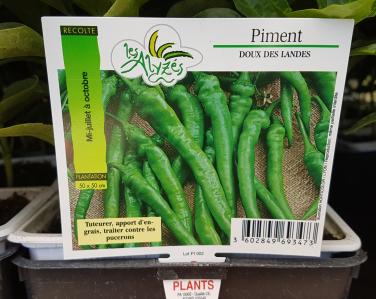 Drive potager Piment doux des landes 0.80€ le godet Jardin Service Fourny Paysagiste & Espaces Verts