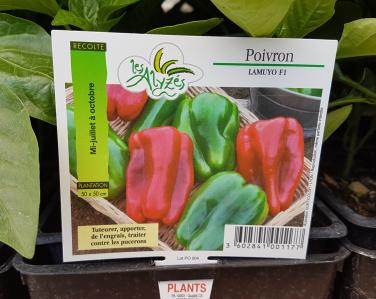 Drive potager Poivron lamuyo 0.80€ le godet Jardin Service Fourny Paysagiste & Espaces Verts