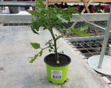 Drive potager Tomate cocktail 2.50€ Jardin Service Fourny Paysagiste & Espaces Verts