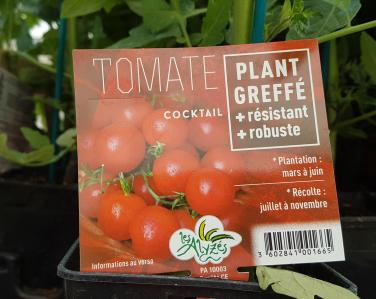 Drive potager Tomate greffé cocktail 4€ Jardin Service Fourny Paysagiste & Espaces Verts