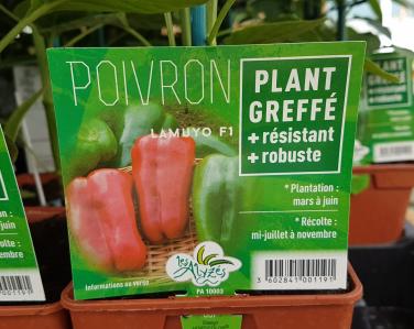 Drive potager Poivron greffé lamuyo 4€ Jardin Service Fourny Paysagiste & Espaces Verts