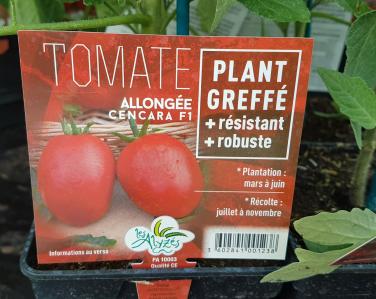 Drive potager Tomate greffé cencara 4€ Jardin Service Fourny Paysagiste & Espaces Verts