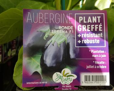 Drive potager Aubergine ronde greffé serena 4€  Jardin Service Fourny Paysagiste & Espaces Verts