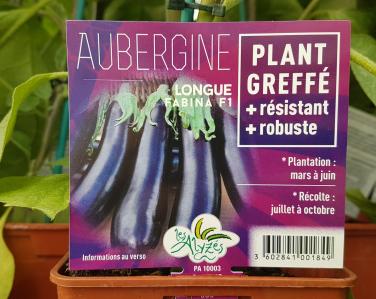 Drive potager Aubergine longue greffé Fabina 4€ Jardin Service Fourny Paysagiste & Espaces Verts