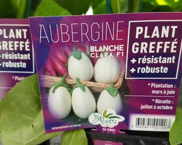 Drive potager Aubergine greffé blanche 4€ Jardin Service Fourny Paysagiste & Espaces Verts