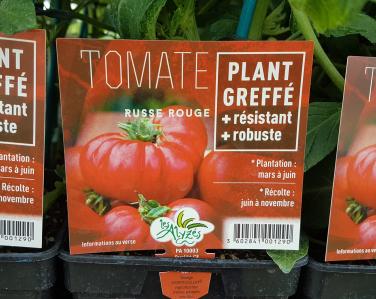 Drive potager Tomate russe rouge greffé 4€ Jardin Service Fourny Paysagiste & Espaces Verts