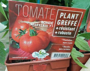 Drive potager Tomate maestria greffé 4€ Jardin Service Fourny Paysagiste & Espaces Verts