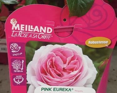 Rosier Pink eureka Jardin Service Fourny Paysagiste & Espaces Verts