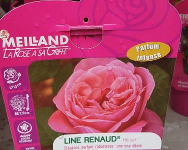 Rosier Line Renaud Jardin Service Fourny Paysagiste & Espaces Verts