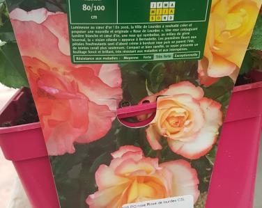 Rosier Rose de lourdes Jardin Service Fourny Paysagiste & Espaces Verts