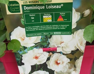 Rosier Dominique loiseau Jardin Service Fourny Paysagiste & Espaces Verts