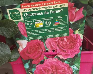 Rosier Chartreuse de parme Jardin Service Fourny Paysagiste & Espaces Verts