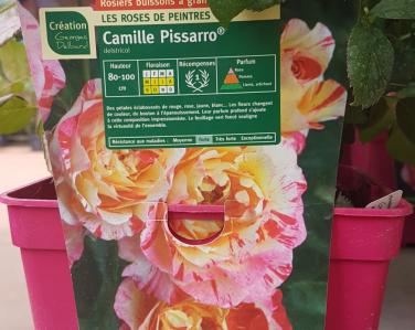 Rosier Camille Pissaro Jardin Service Fourny Paysagiste & Espaces Verts