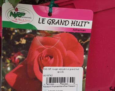 Rosier Le grand huit Jardin Service Fourny Paysagiste & Espaces Verts