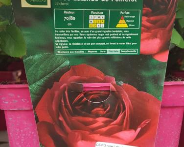 Rosier Rose lalande de pomerol Jardin Service Fourny Paysagiste & Espaces Verts