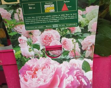 Rosier L\\'autre rose Jardin Service Fourny Paysagiste & Espaces Verts