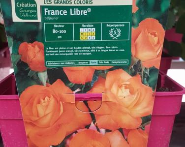 Rosier France libre Jardin Service Fourny Paysagiste & Espaces Verts