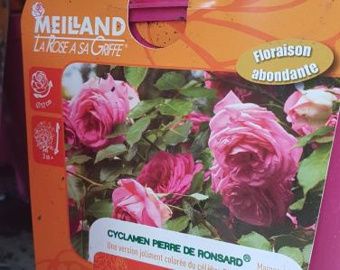 Rosier Cyclamen Pierre de Ronsard Jardin Service Fourny Paysagiste & Espaces Verts