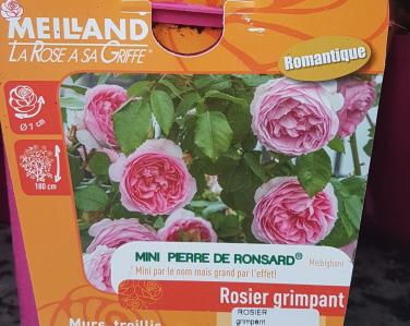 Rosier Mini Pierre de Ronsard Jardin Service Fourny Paysagiste & Espaces Verts