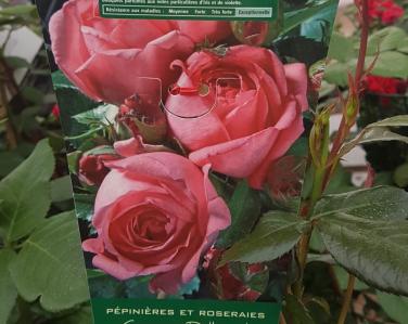 Rosier La rose de Molinard Jardin Service Fourny Paysagiste & Espaces Verts