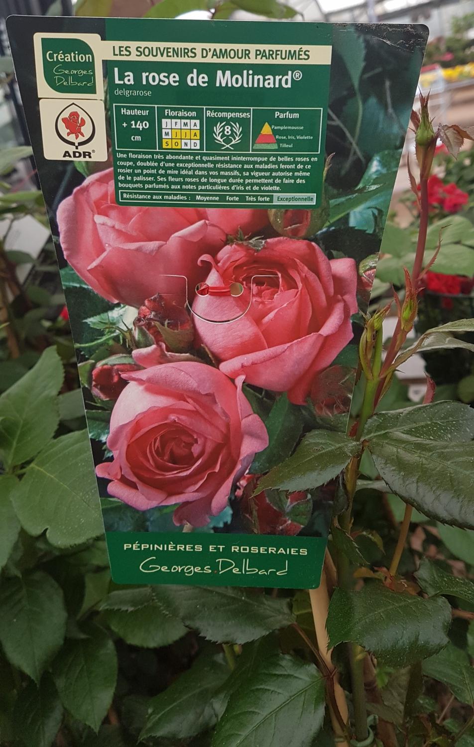 la rose de molinard