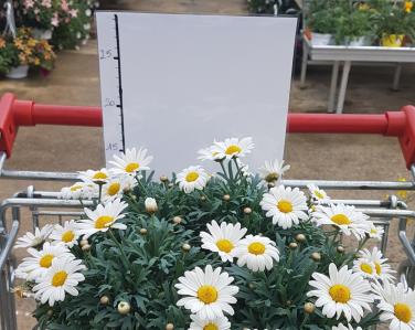 Plantes diverses Anthemis blanche 4.90€ Jardin Service Fourny Paysagiste & Espaces Verts