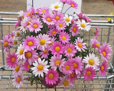 Plantes diverses Anthemis rose 4.90€ Jardin Service Fourny Paysagiste & Espaces Verts