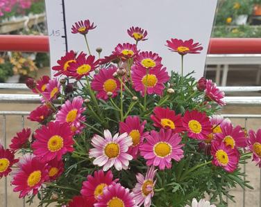 Plantes diverses Anthemis rouge 4.90€ Jardin Service Fourny Paysagiste & Espaces Verts