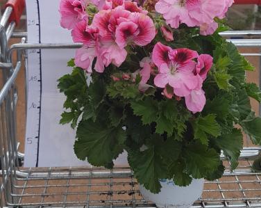 Plantes diverses Geranium pensée Jardin Service Fourny Paysagiste & Espaces Verts