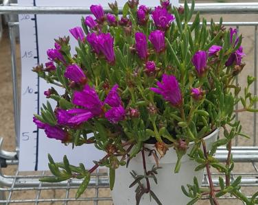 Plantes diverses Ficoide violet 4.90€ Jardin Service Fourny Paysagiste & Espaces Verts