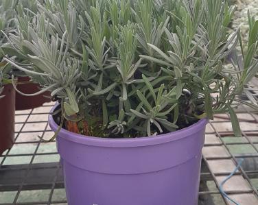 Plantes diverses Lavande 6.90€ Jardin Service Fourny Paysagiste & Espaces Verts