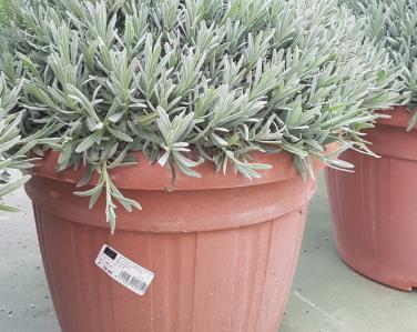 Plantes diverses Lavande 29.90€ Jardin Service Fourny Paysagiste & Espaces Verts