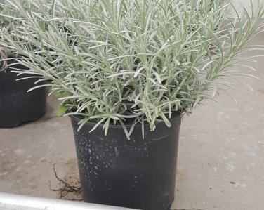 Plantes diverses Immortelle 3€ Jardin Service Fourny Paysagiste & Espaces Verts