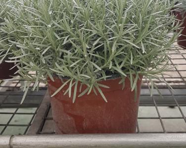 Plantes diverses Immortelle 6.90€ Jardin Service Fourny Paysagiste & Espaces Verts