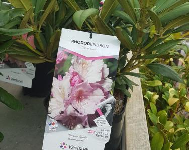 Plantes diverses Rhododendron 18.00€ Jardin Service Fourny Paysagiste & Espaces Verts
